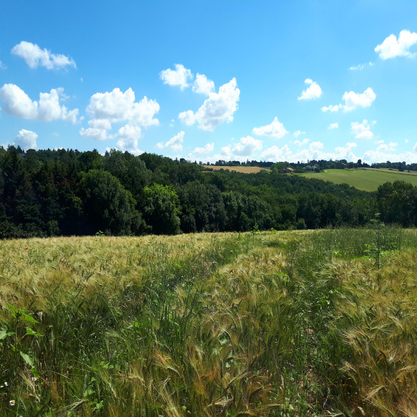 Offres de vente Terrain Vigoulet-Auzil 31320